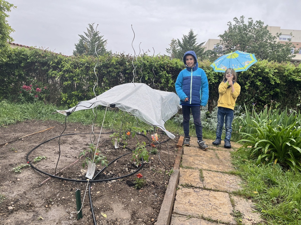 Serre improvisée de dernière minute
