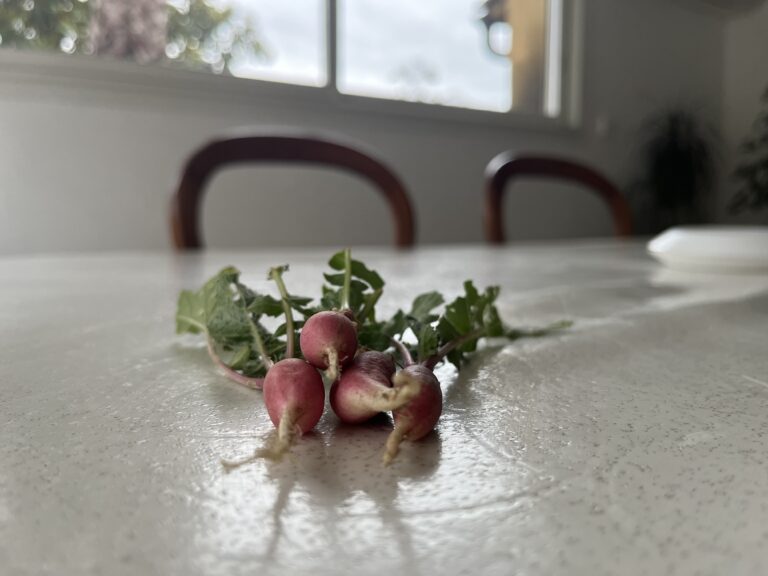 3ème récolte de radis