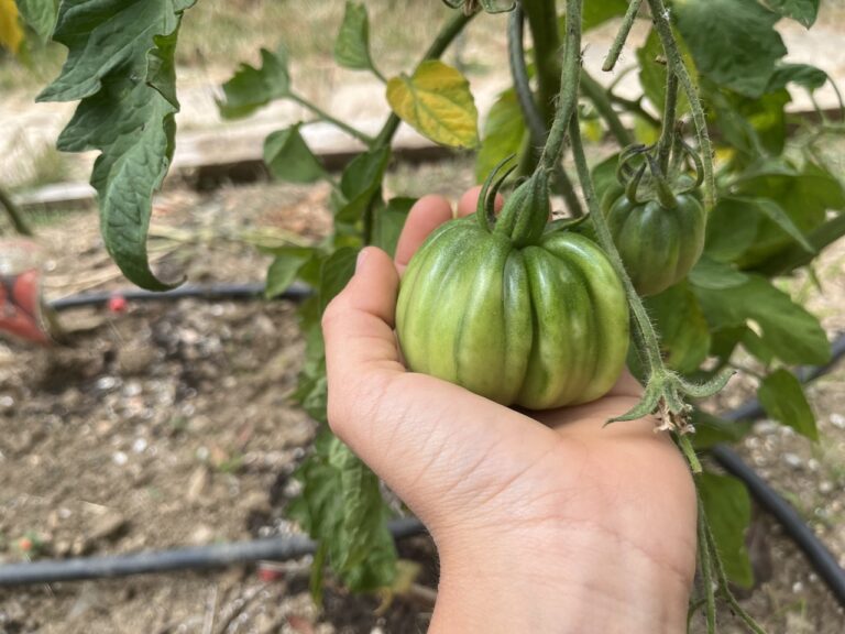 Les tomates grossissent…