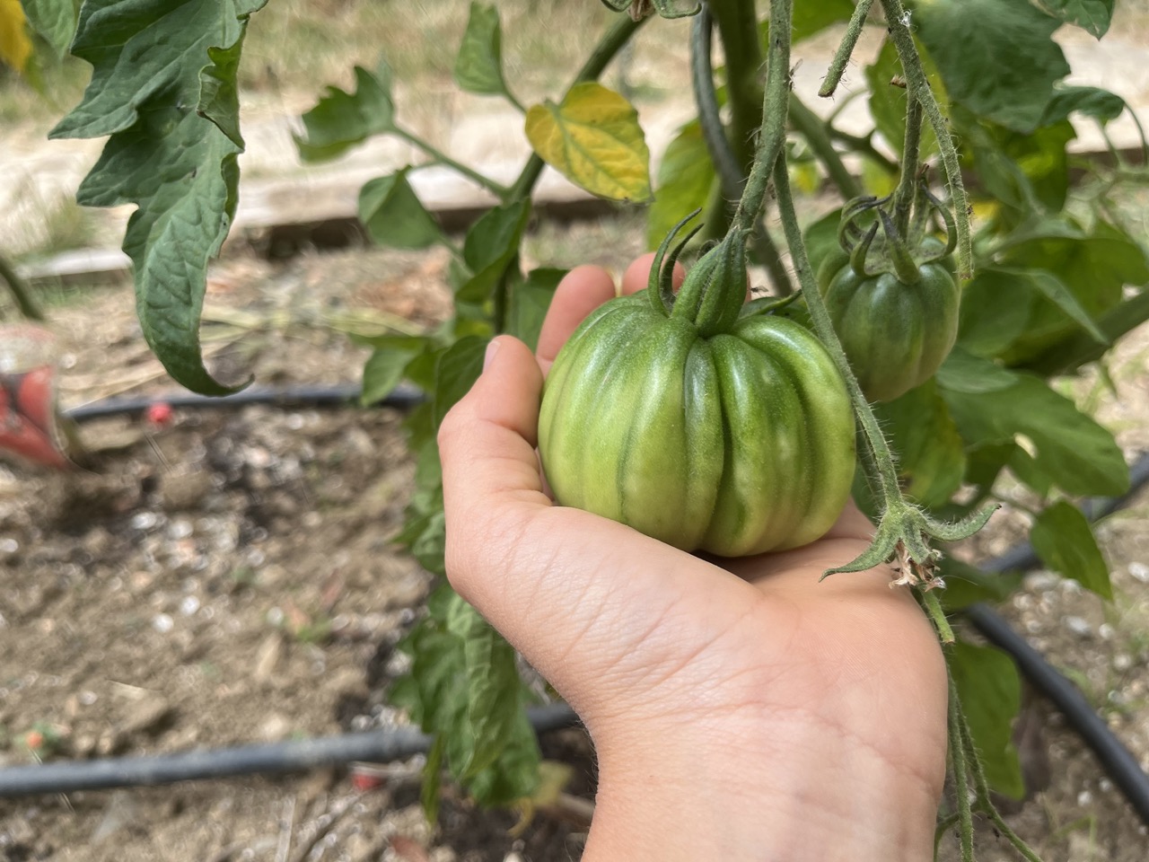 Les tomates grossissent…