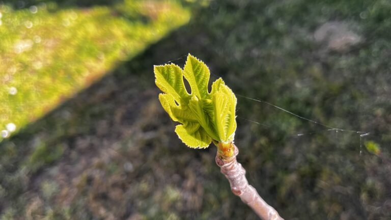 Le printemps arrive !!!